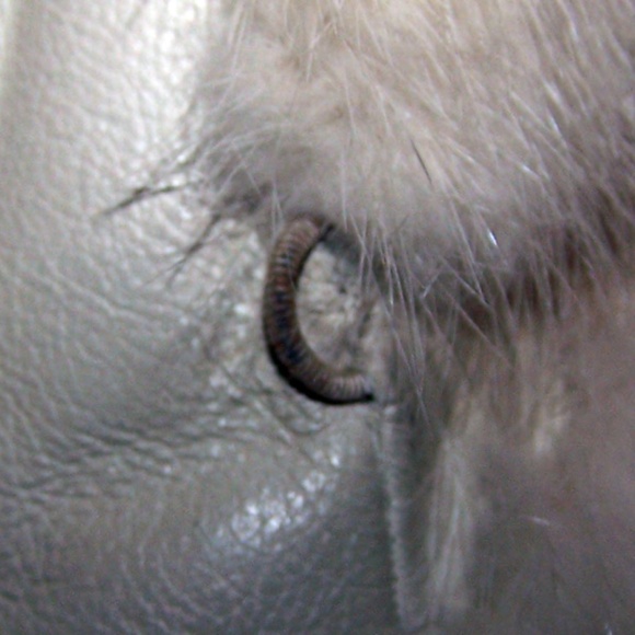 VTG Gwynn Carpenter Mink Fur Winter White Coat - Picture 4 of 12